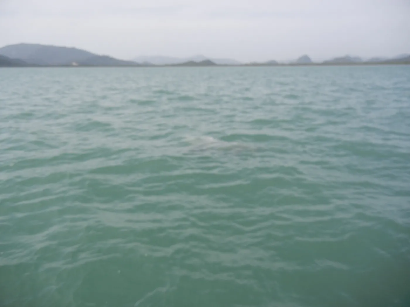 Pink dolphin tour off Khanom Beach